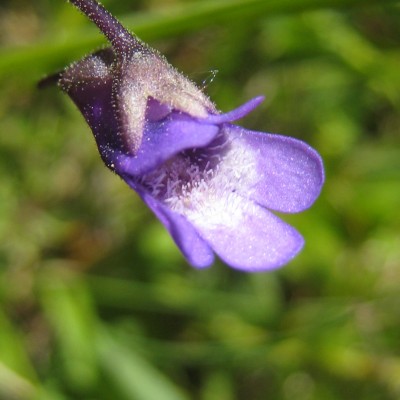 Pinguicula vulgaris, Bild 