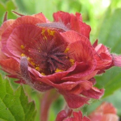 Potentilla palustris, Bild 