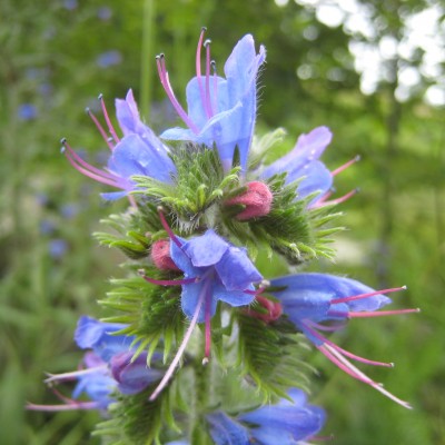 Echium vulgare, Bild 