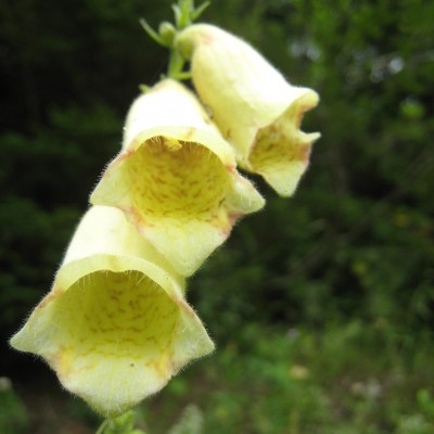 Digitalis grandiflora, Bild 