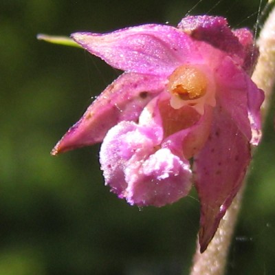 Epipactis atrorubens, Bild 