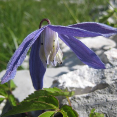 Clematis alpina, Bild 