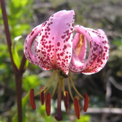 Lilium martagon, Bild 