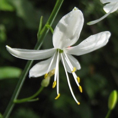 Anthericum ramosum, Bild 