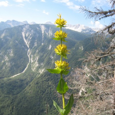 Gentiana lutea, Bild 