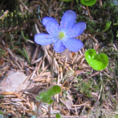 Anemone hepatica, Bild 