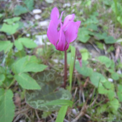 Cyclamen purpurascens, Bild 