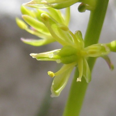 Tofieldia calyculata, Bild 
