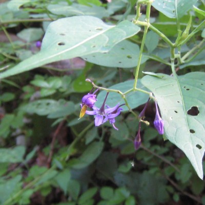 Solanum dulcamara, Bild 