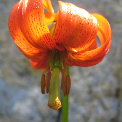 Lilium carniolicum, Bild 