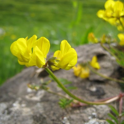 Hippocrepis comosa, Bild 