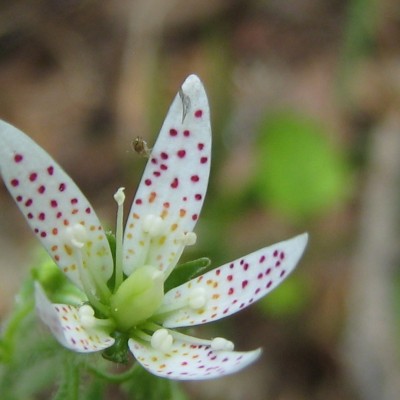 Saxifraga rotundifolia, Bild 