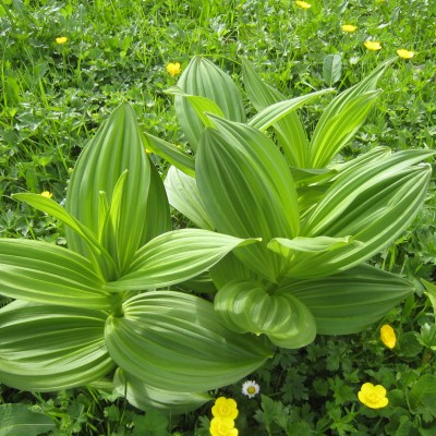 Veratrum album, Bild 