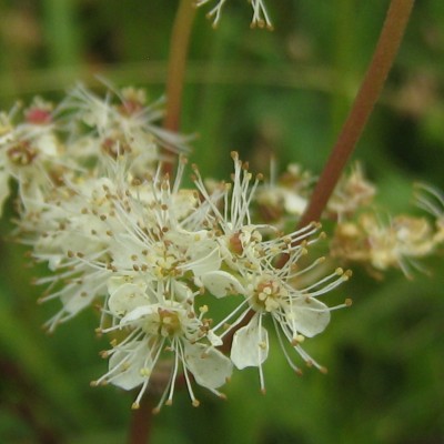 Filipendula ulmaria, Bild 