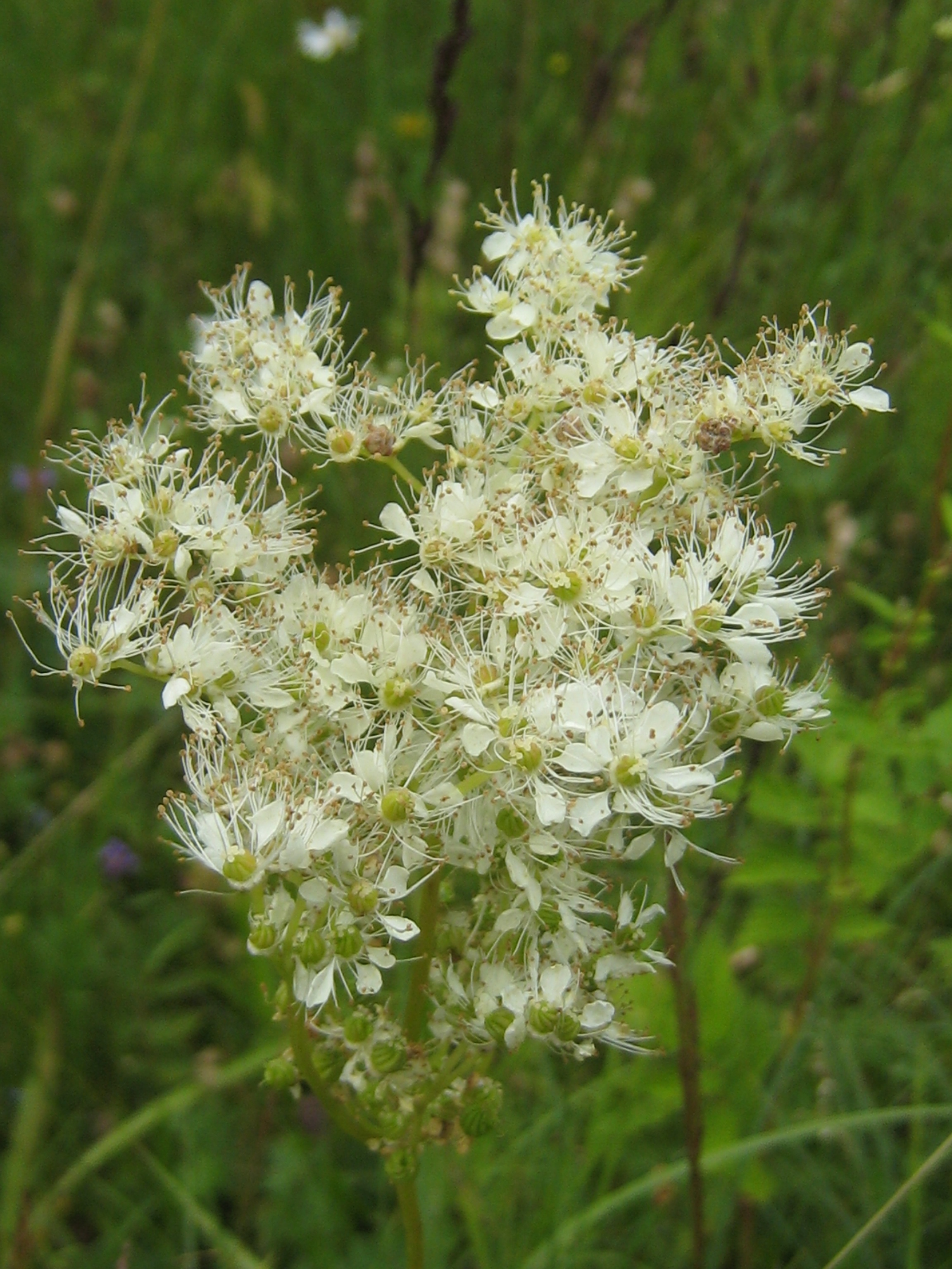 filipendula