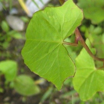 Calystegia sepium, Bild 