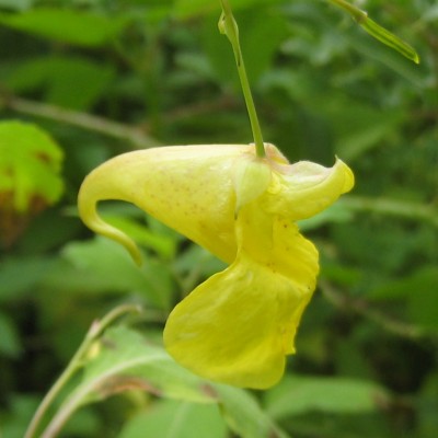 Impatiens noli-tangere, Bild 