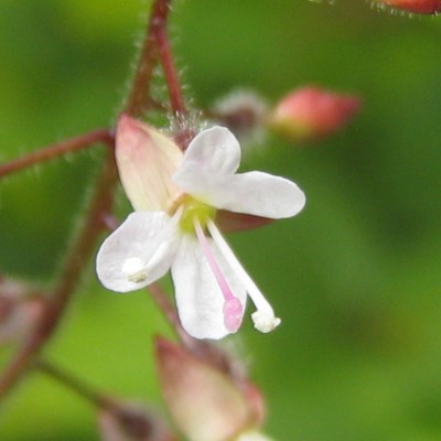 Circaea lutetiana, Bild 