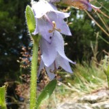 Campanula barbata, Bild 