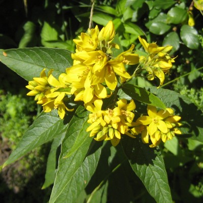 Lysimachia vulgaris, Bild 