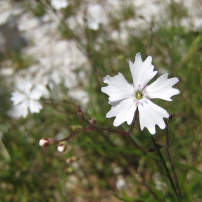 Silene quadrifida, Bild 