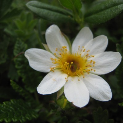 Dryas octopetala, Bild 