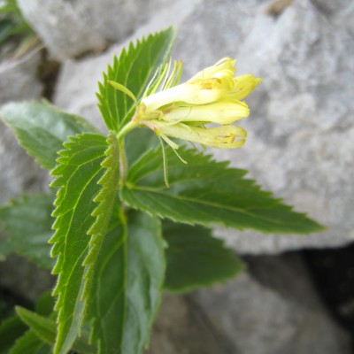 Paederota lutea, Bild 