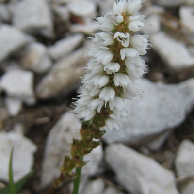 Polygonum viviparum, Bild 