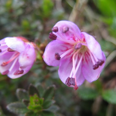 Rhodothamnus chamaecistus, Bild 