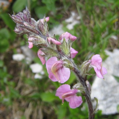 Pedicularis rostratospicata, Bild 