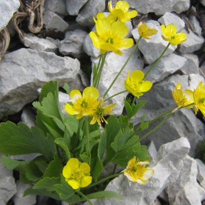 Ranunculus hybridus, Bild 